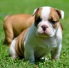 Active-English-bulldog-puppies-for-a-lovely-home
