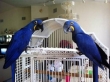 Pair-of-Hyacinth-Macaws-for-sale
