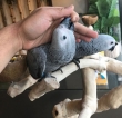 African-Grey-Birds-For-Sale
