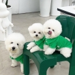 Christmas-Bichon-frise-puppies-available