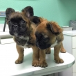 Astonishing-French-bulldog-puppies-for-rehoming