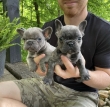 Purebred-French-bulldog-puppies